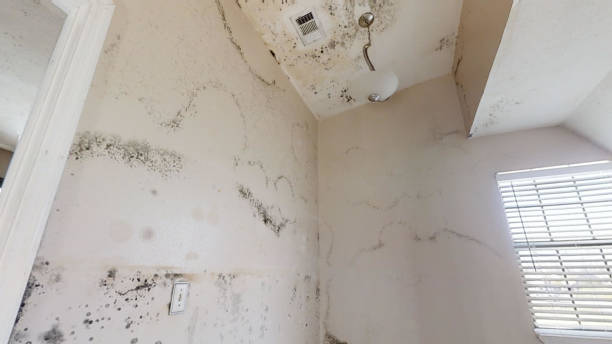 Naples, TX Mold Removal Company