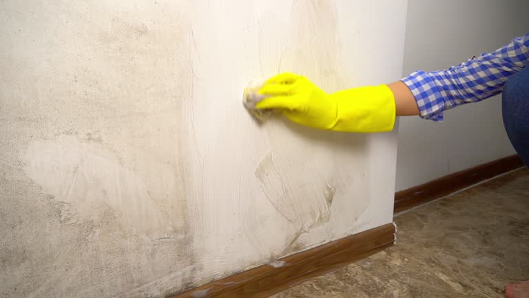 Environmental Consulting for Mold Prevention in Naples, TX