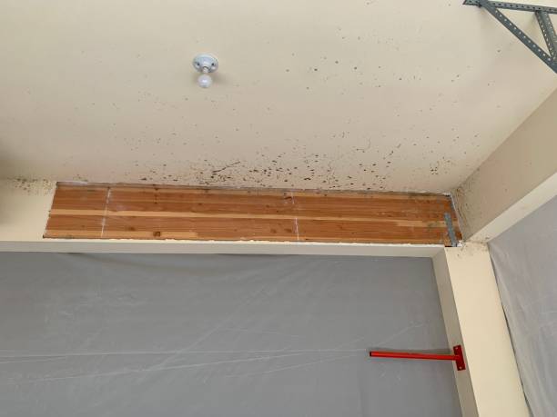 Mold Remediation for Rental Properties in Naples, TX