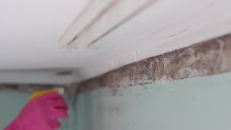 Trusted Naples, TX Mold Removal Experts